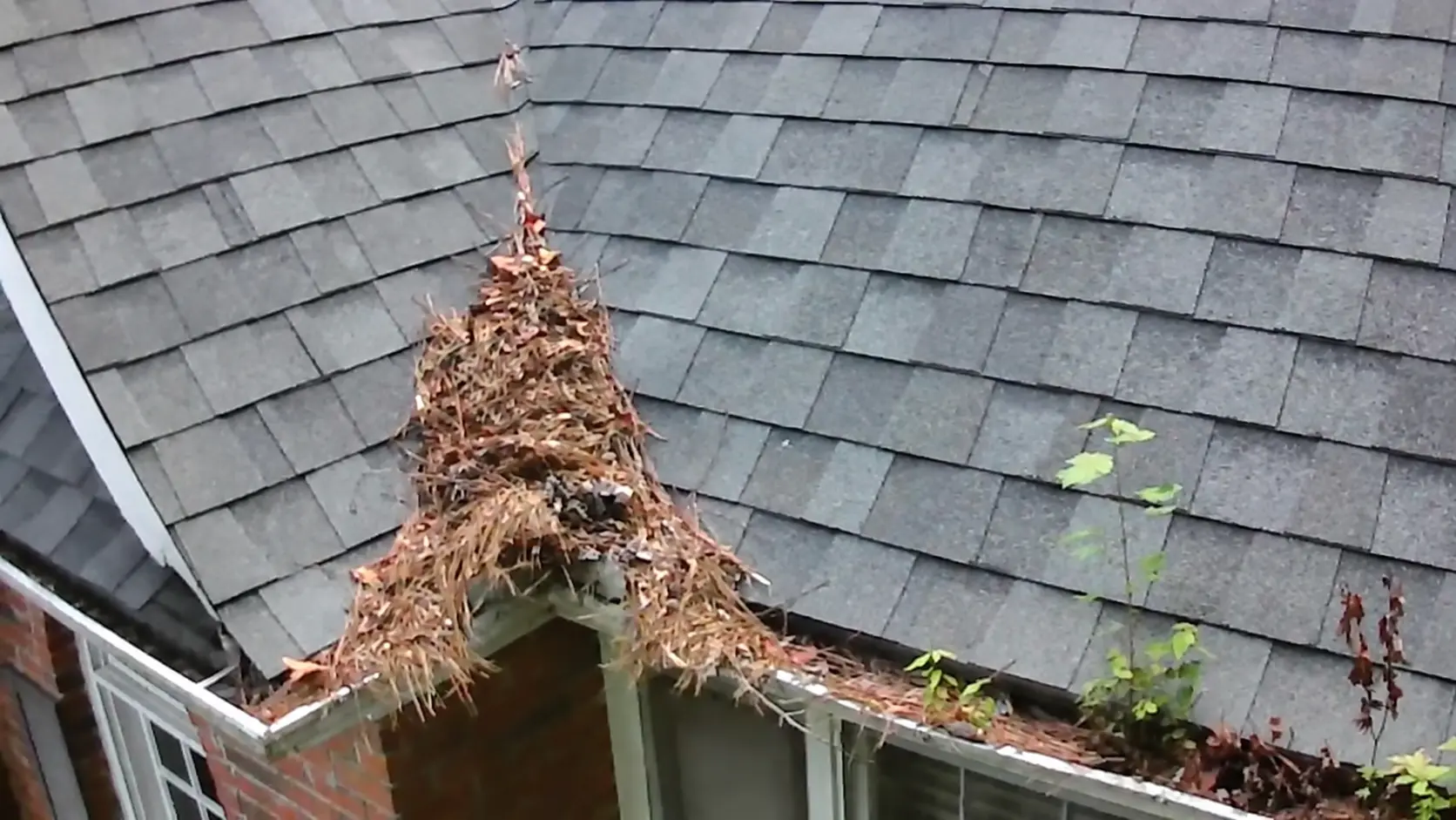 Gutter valley densely packed with brown leaves and pine straw, forming a thick wedge on a gray shingle roof