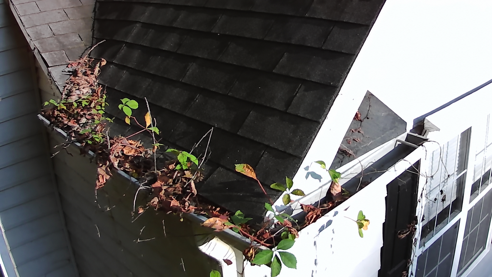 Gutter packed with compacted leaves and green vines growing out of the trough along a shingle roof
