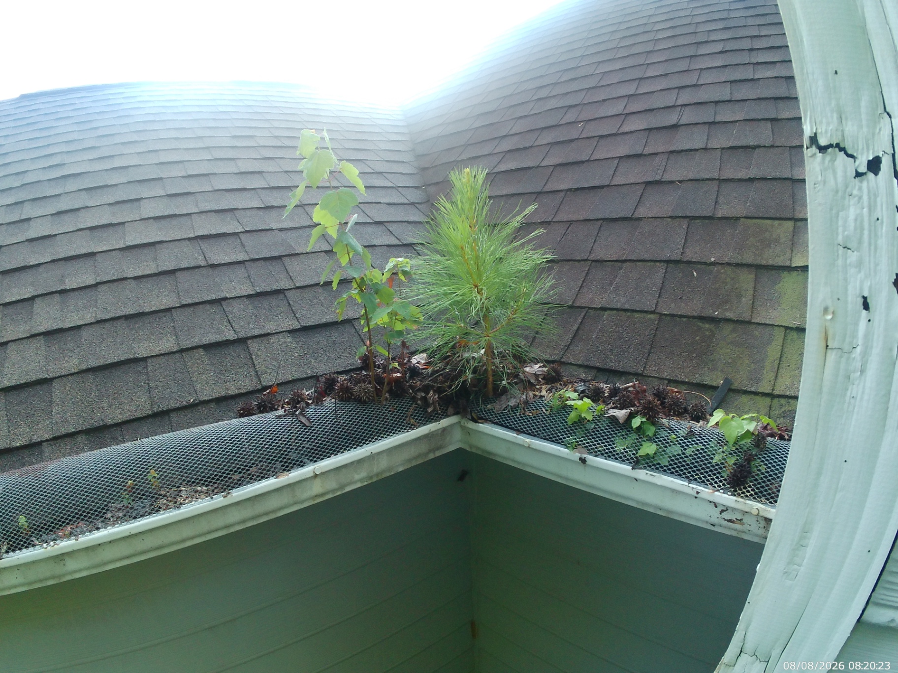 Mesh gutter guards in a roof valley corner with a young pine sapling and maple seedlings growing out of accumulated debris