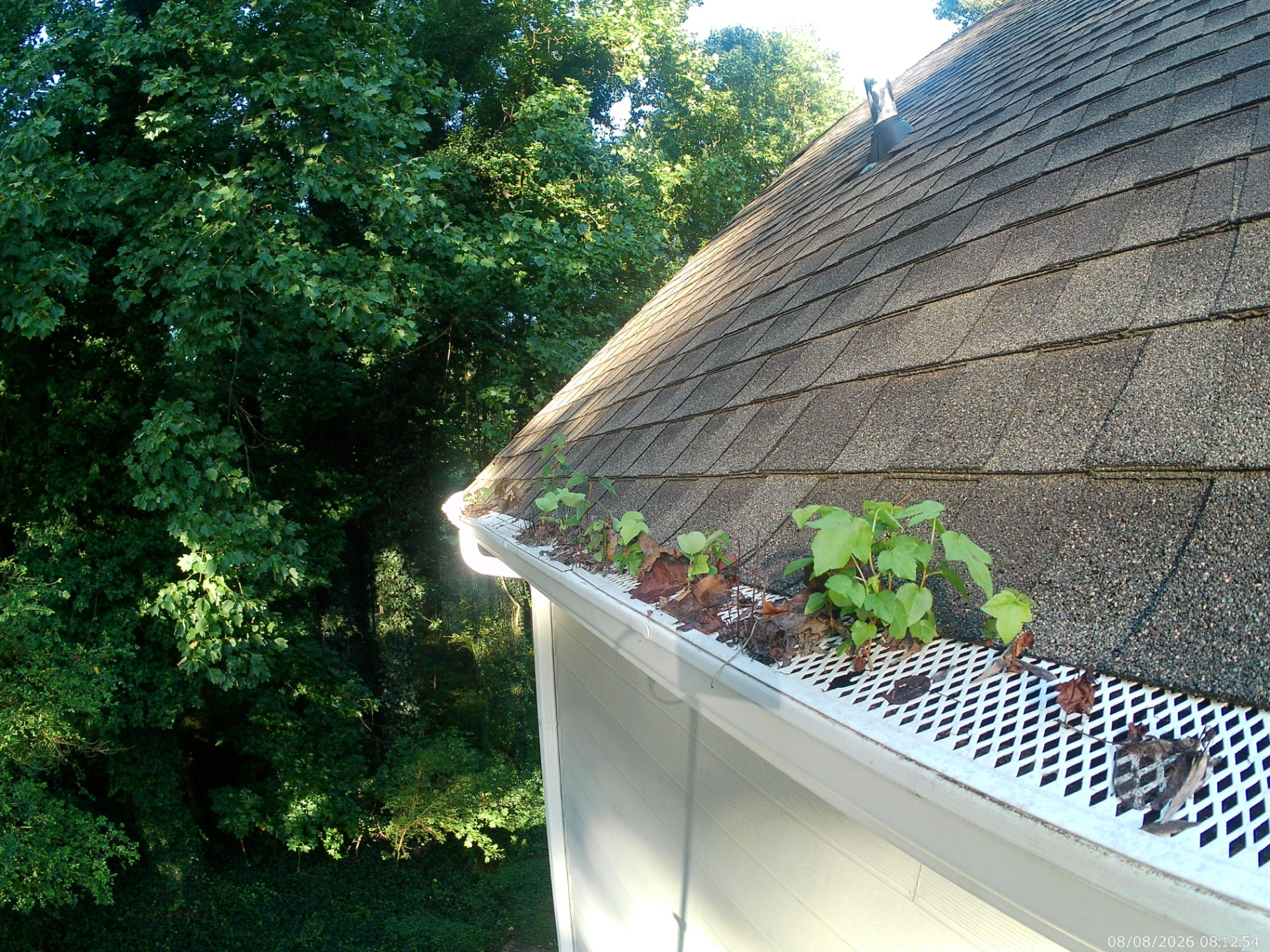 Perforated white gutter guards on a shingled roof edge with maple seedlings and decayed leaves rooted on top of the guard