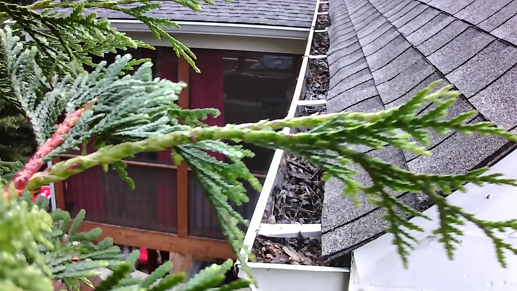 Gutter trough along a shingle roof collecting leaves and small debris between seasonal cleanings